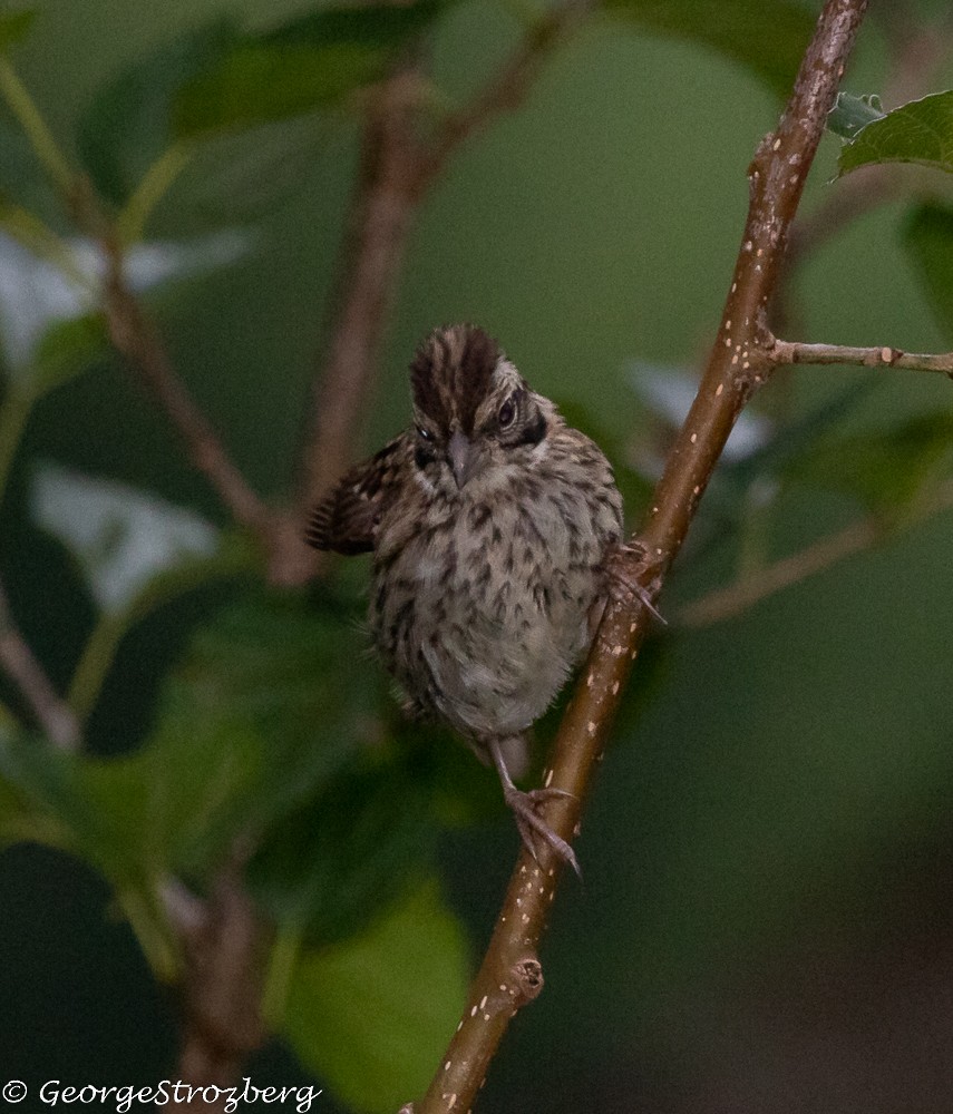 Rufous-collared Sparrow - ML299060161
