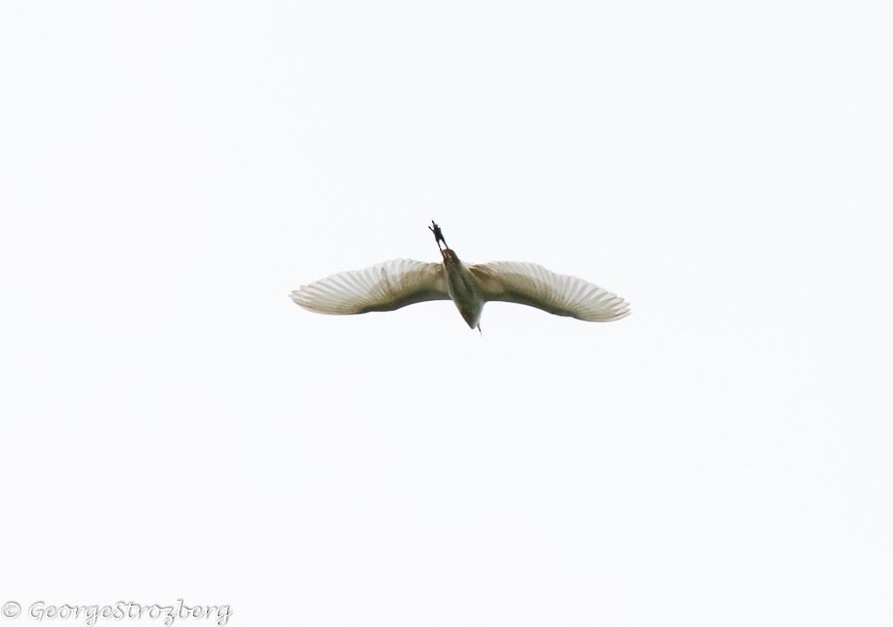 Snowy Egret - ML299060181