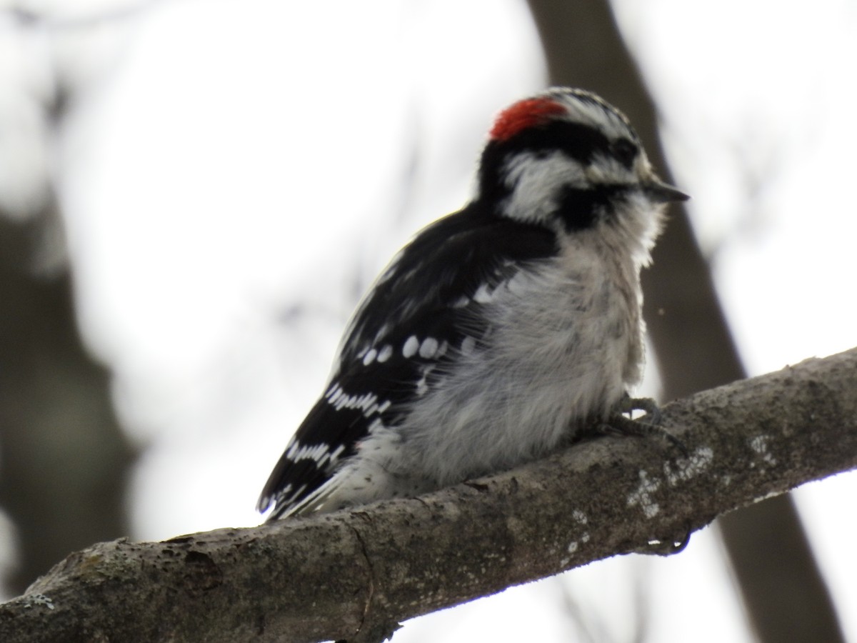 Downy Woodpecker - Laurie  Keefe