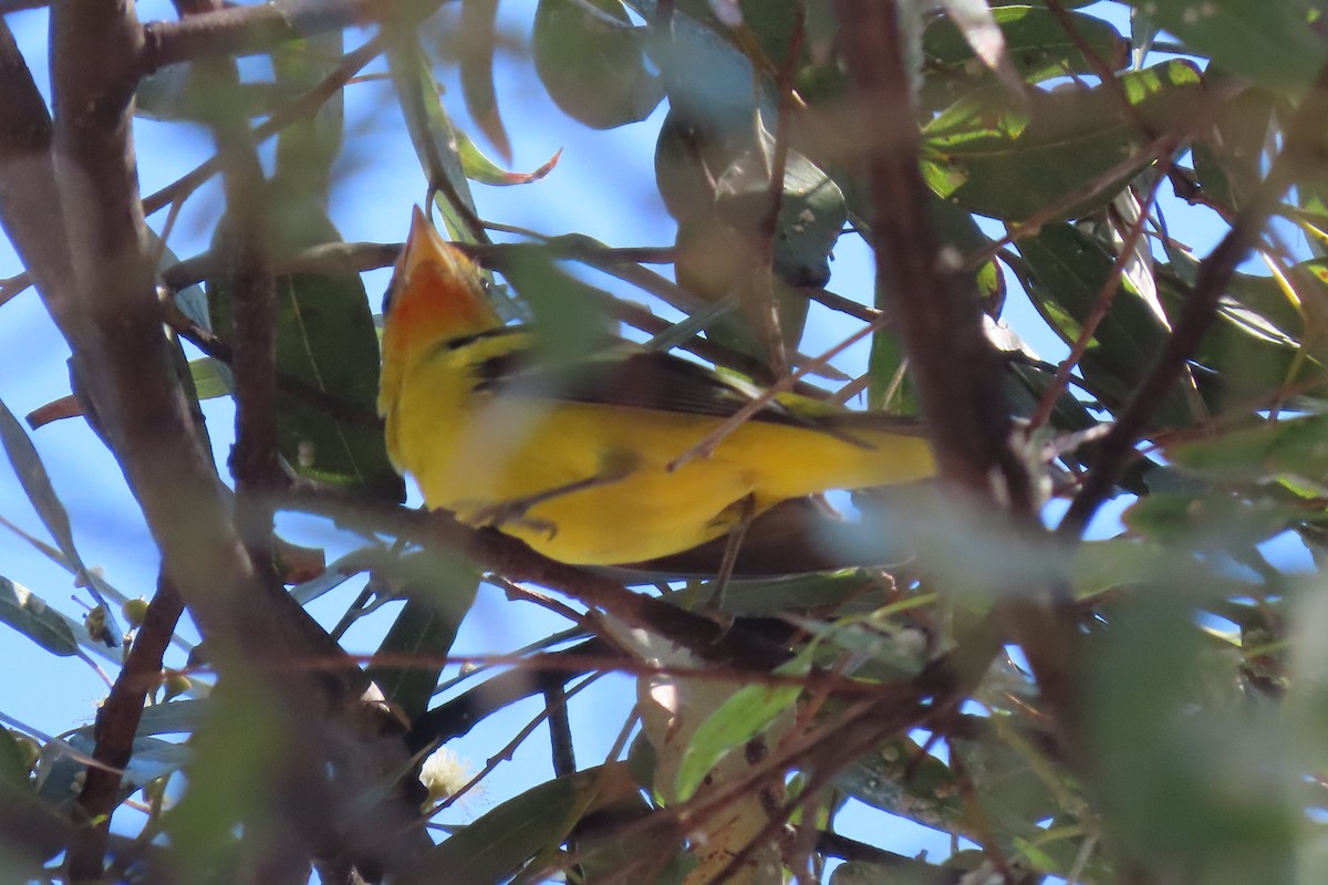 Western Tanager - ML299064221