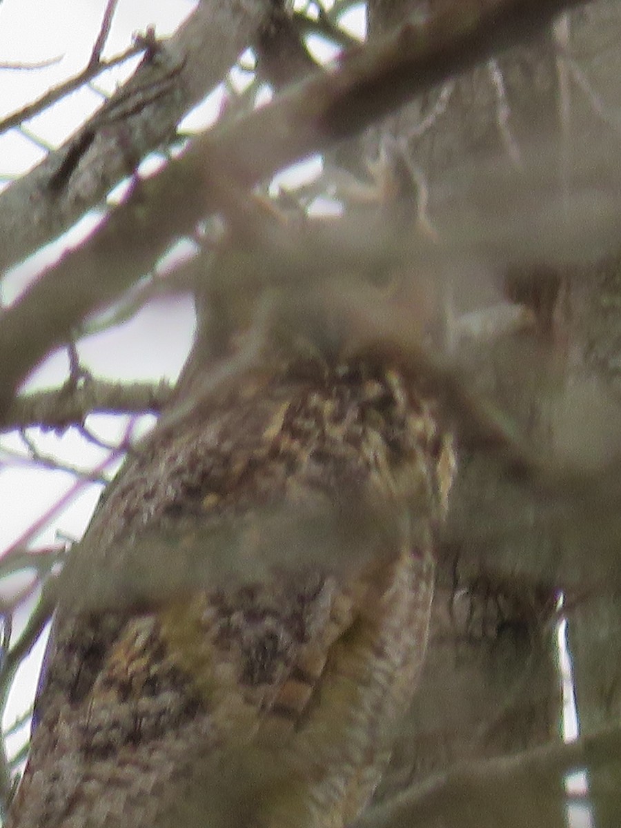 Great Horned Owl - ML299067551