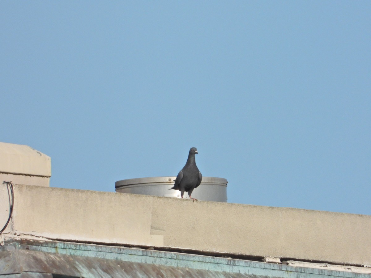 Rock Pigeon (Feral Pigeon) - Bill Holland