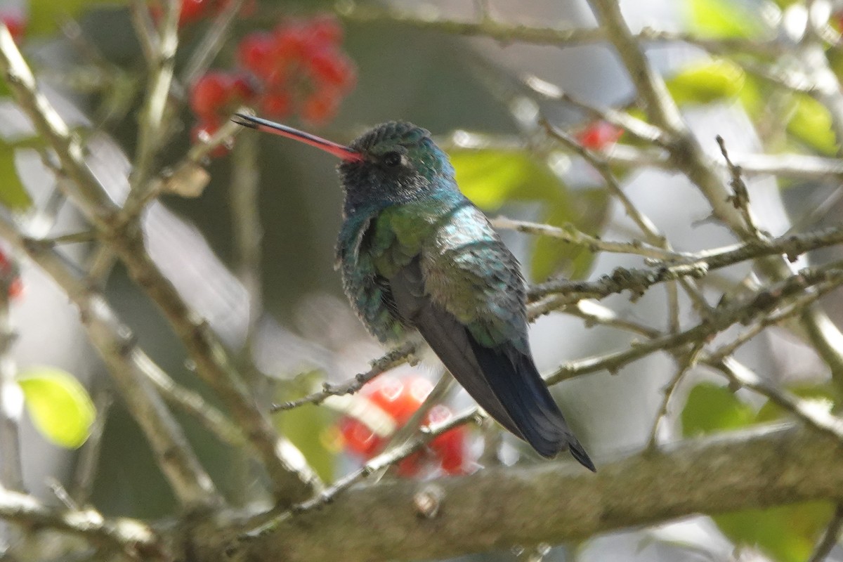 Broad-billed Hummingbird - Andy & Ellen Filtness