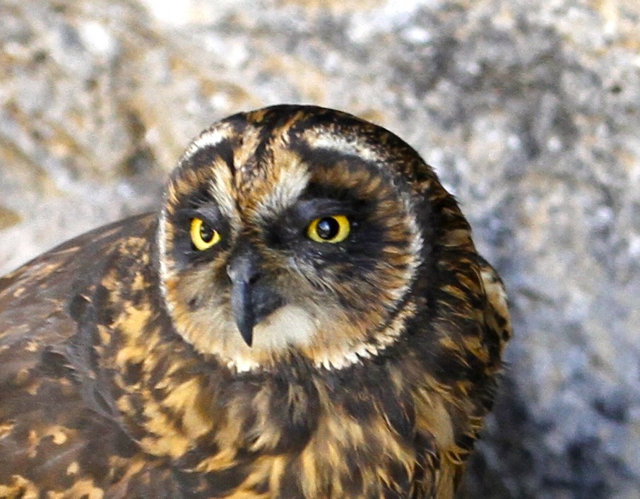 Short-eared Owl (Galapagos) - ML299076461