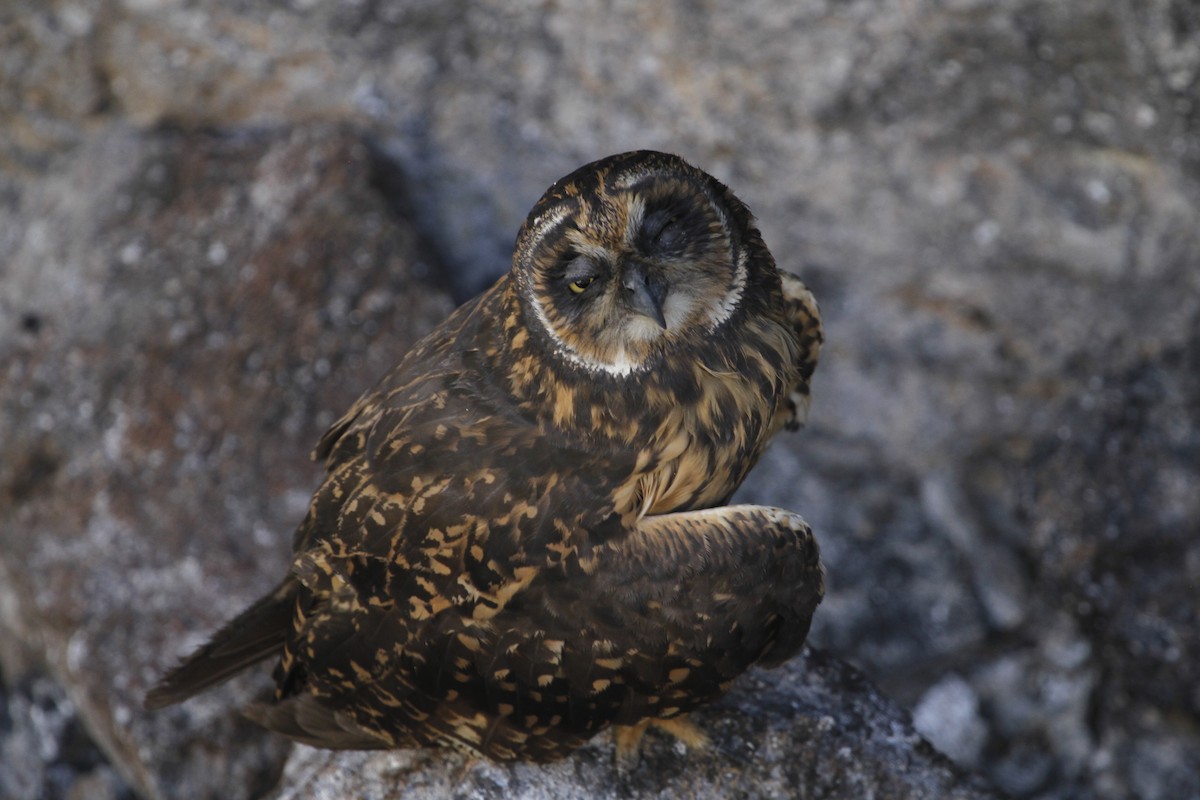 Short-eared Owl (Galapagos) - ML299076511