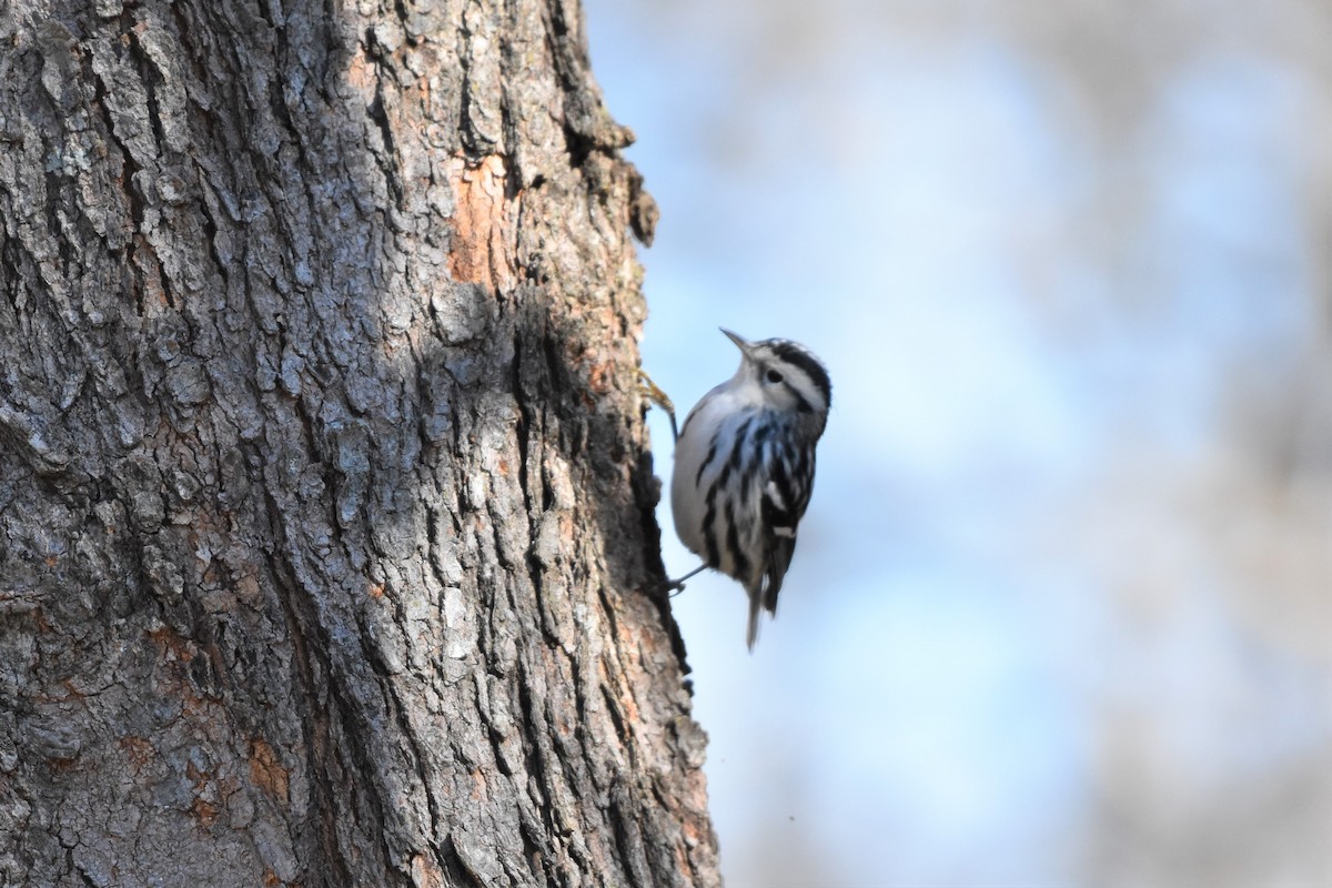 Black-and-white Warbler - ML299076821