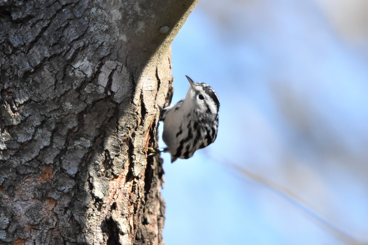 Black-and-white Warbler - ML299076861