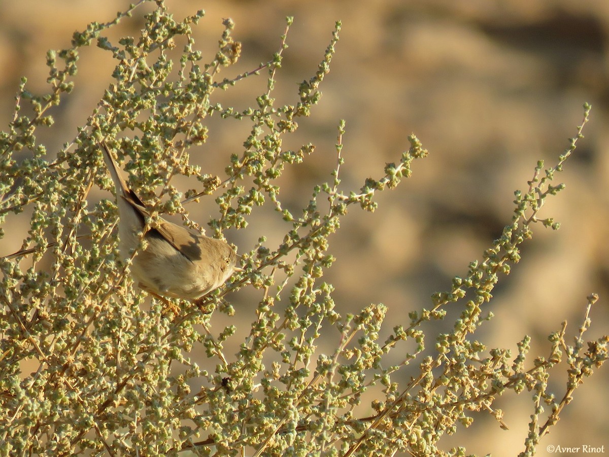 Asian Desert Warbler - Avner Rinot