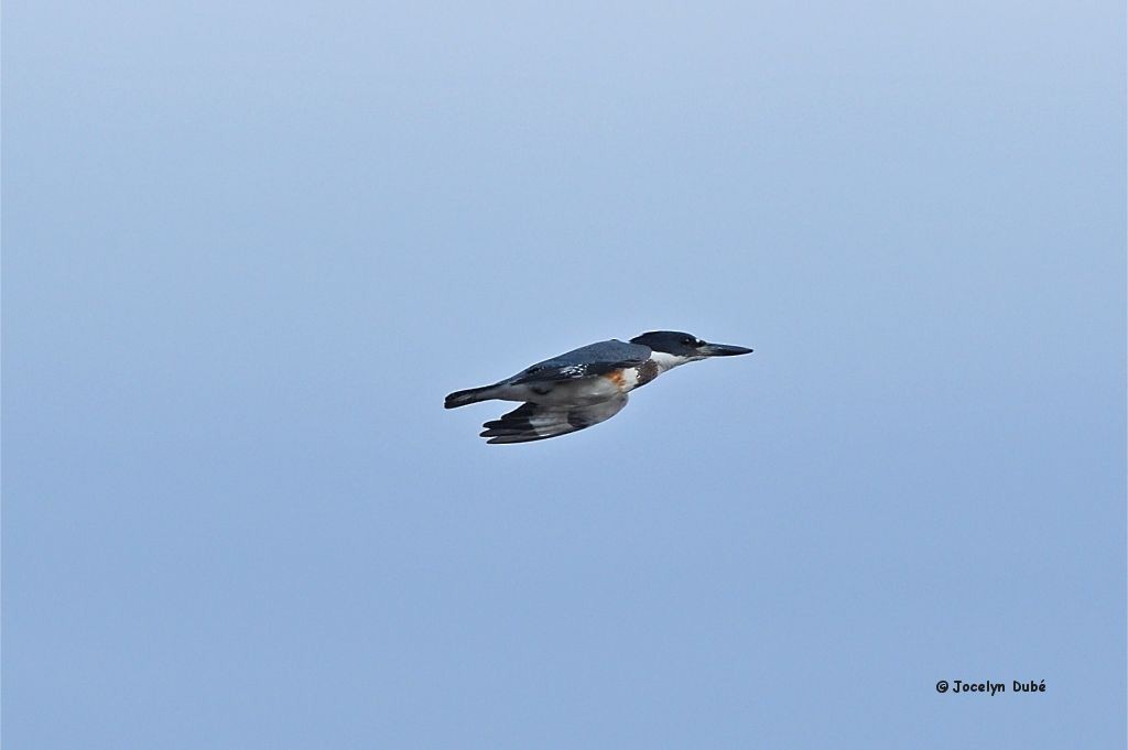Belted Kingfisher - ML299079941