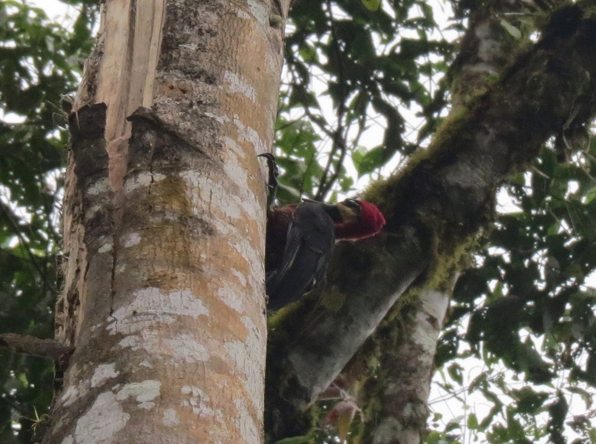 Crimson-bellied Woodpecker - ML299080411