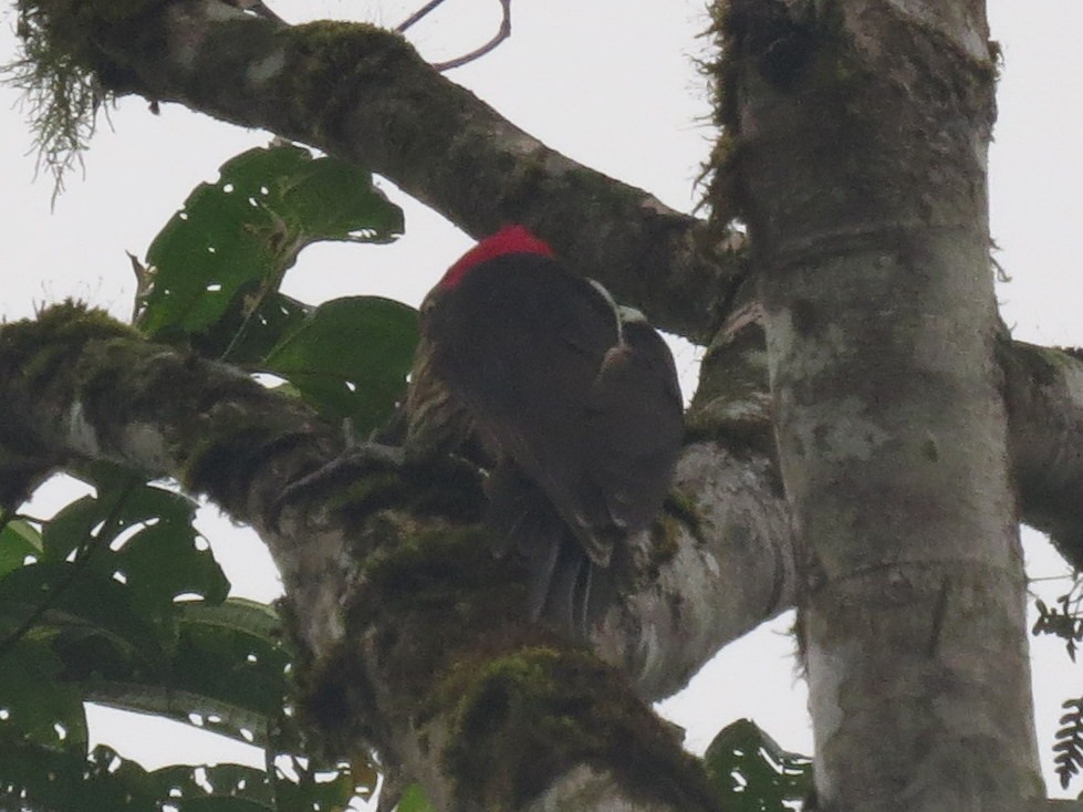 Guayaquil Woodpecker - ML299080911
