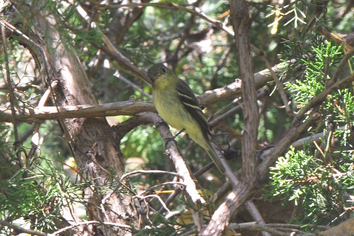 Yellow-bellied Flycatcher - Cory Gregory