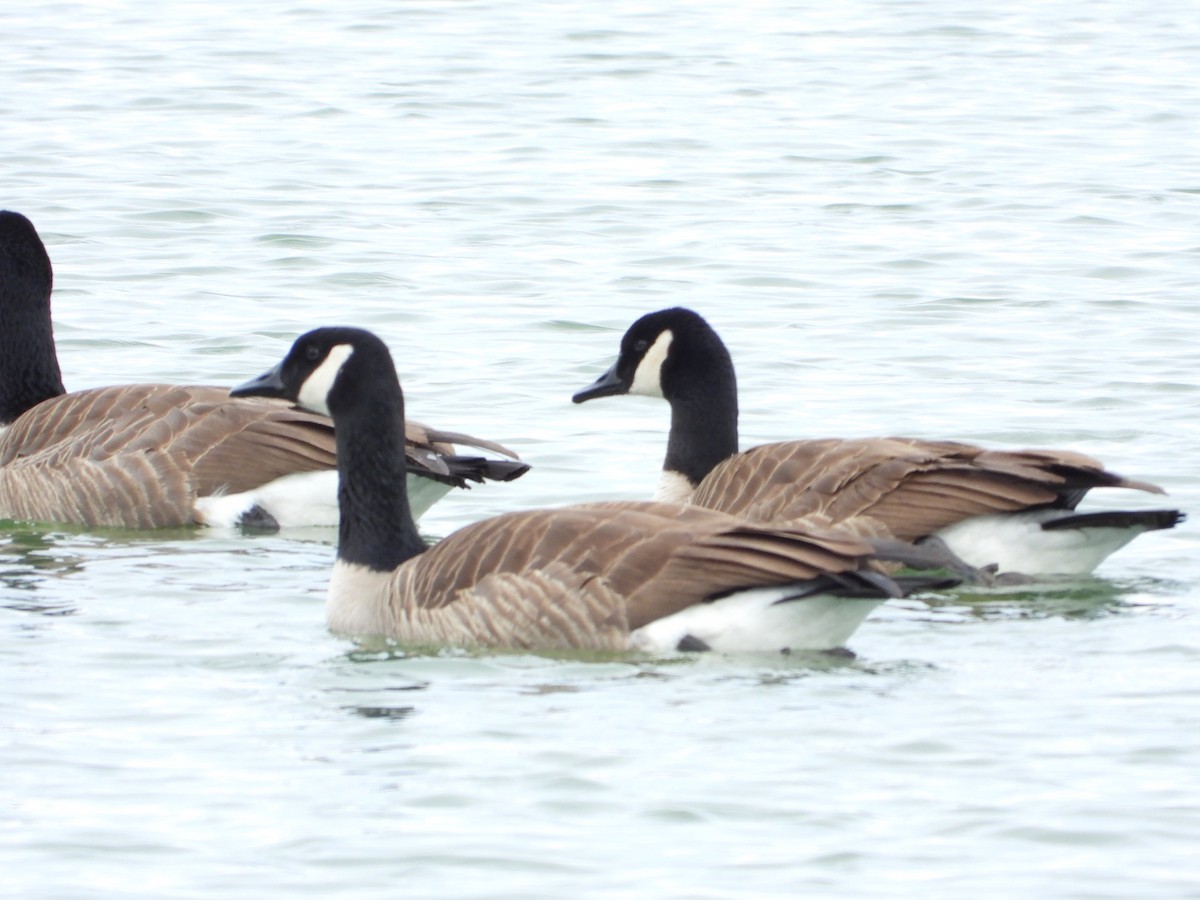 Cackling/Canada Goose - Jeff Percell