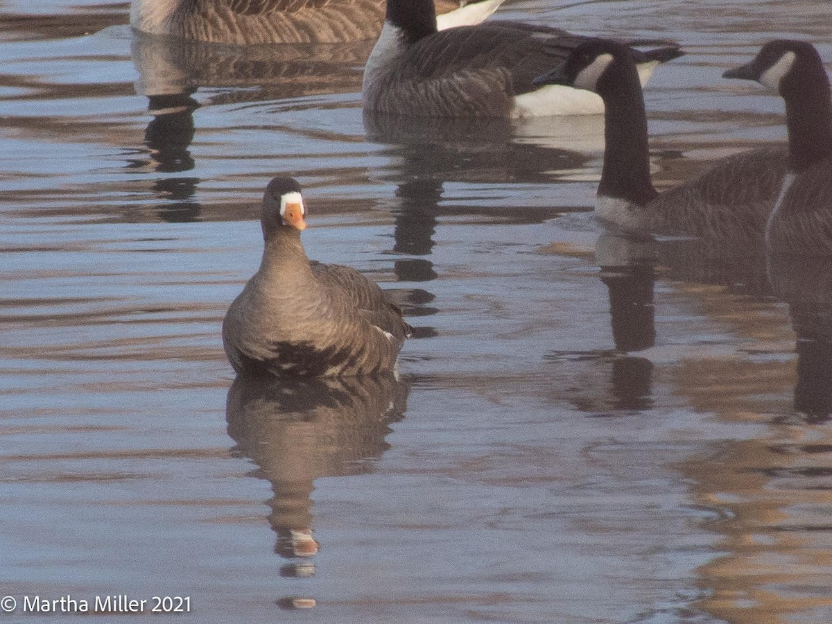 Greater White-fronted Goose - ML299095231