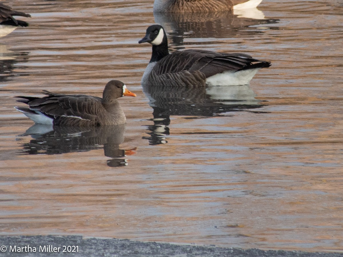 Greater White-fronted Goose - ML299095261