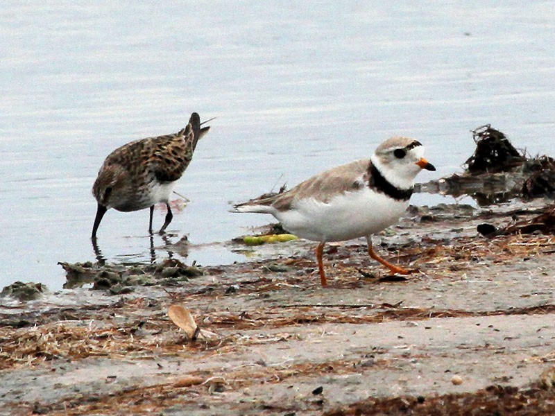 Piping Plover - ML29910491