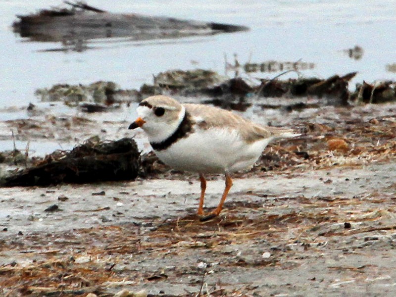 Piping Plover - ML29910501