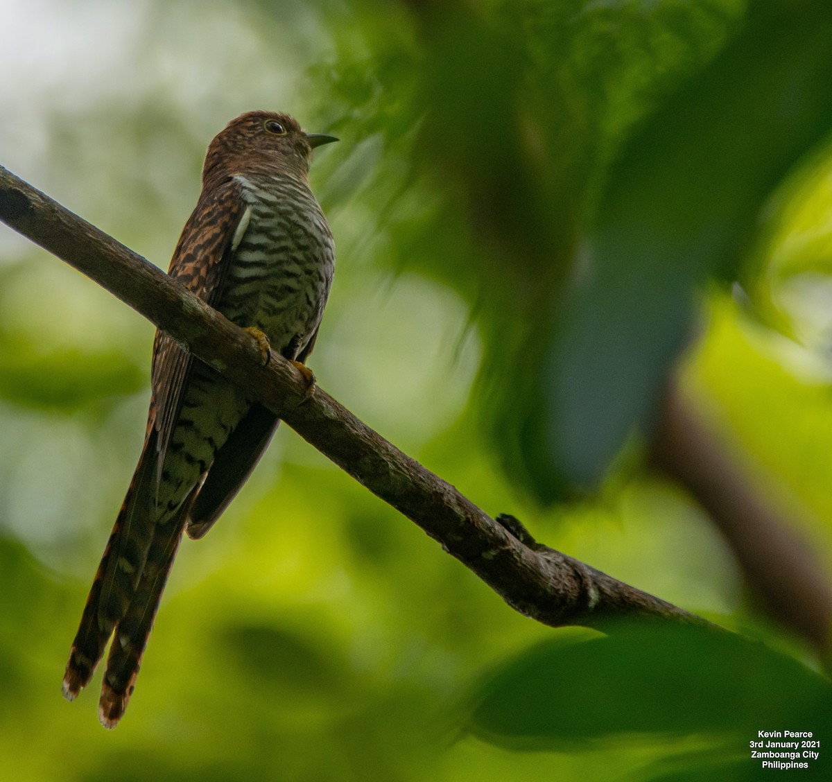 Brush Cuckoo (Sunda) - ML299106961