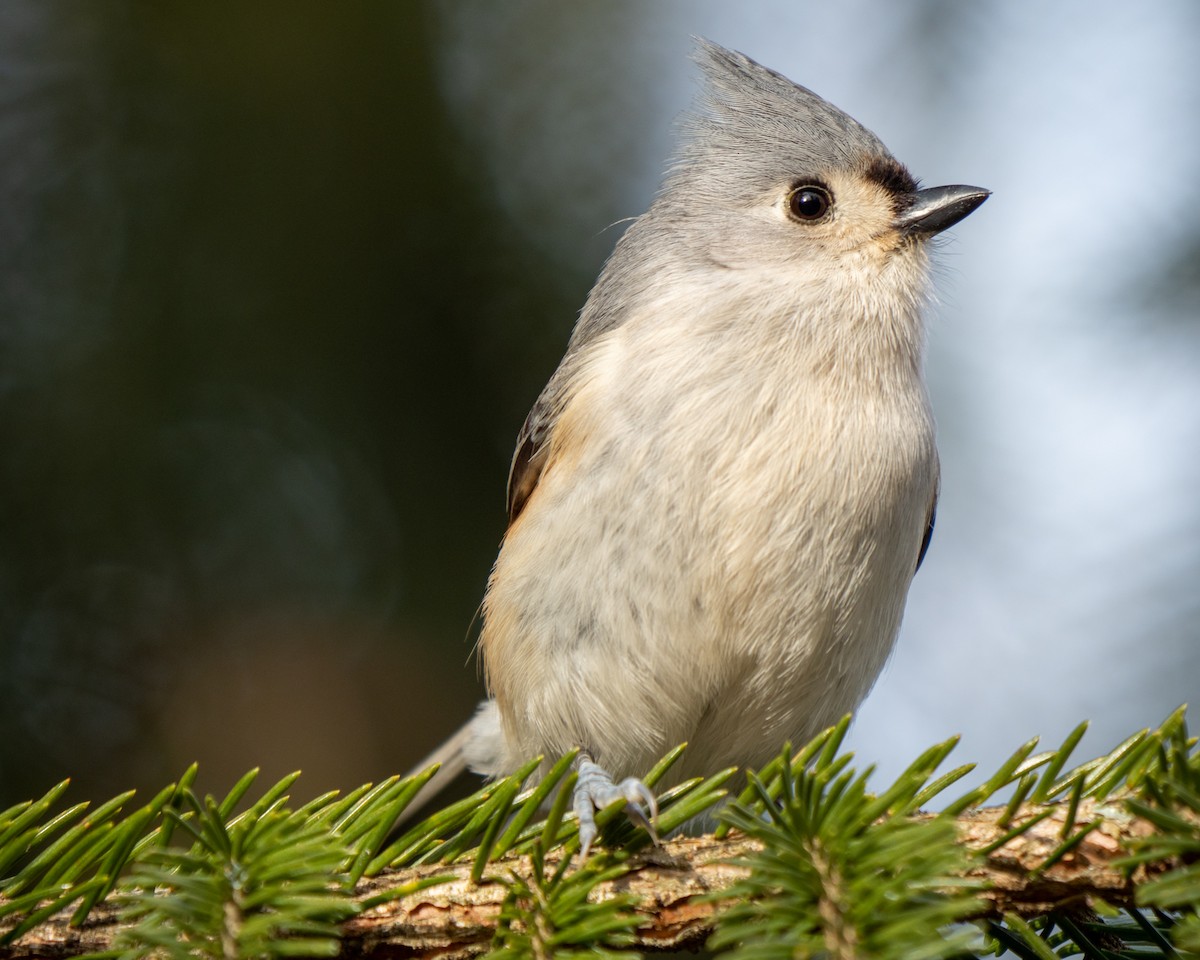 Tufted Titmouse - Greg Brown