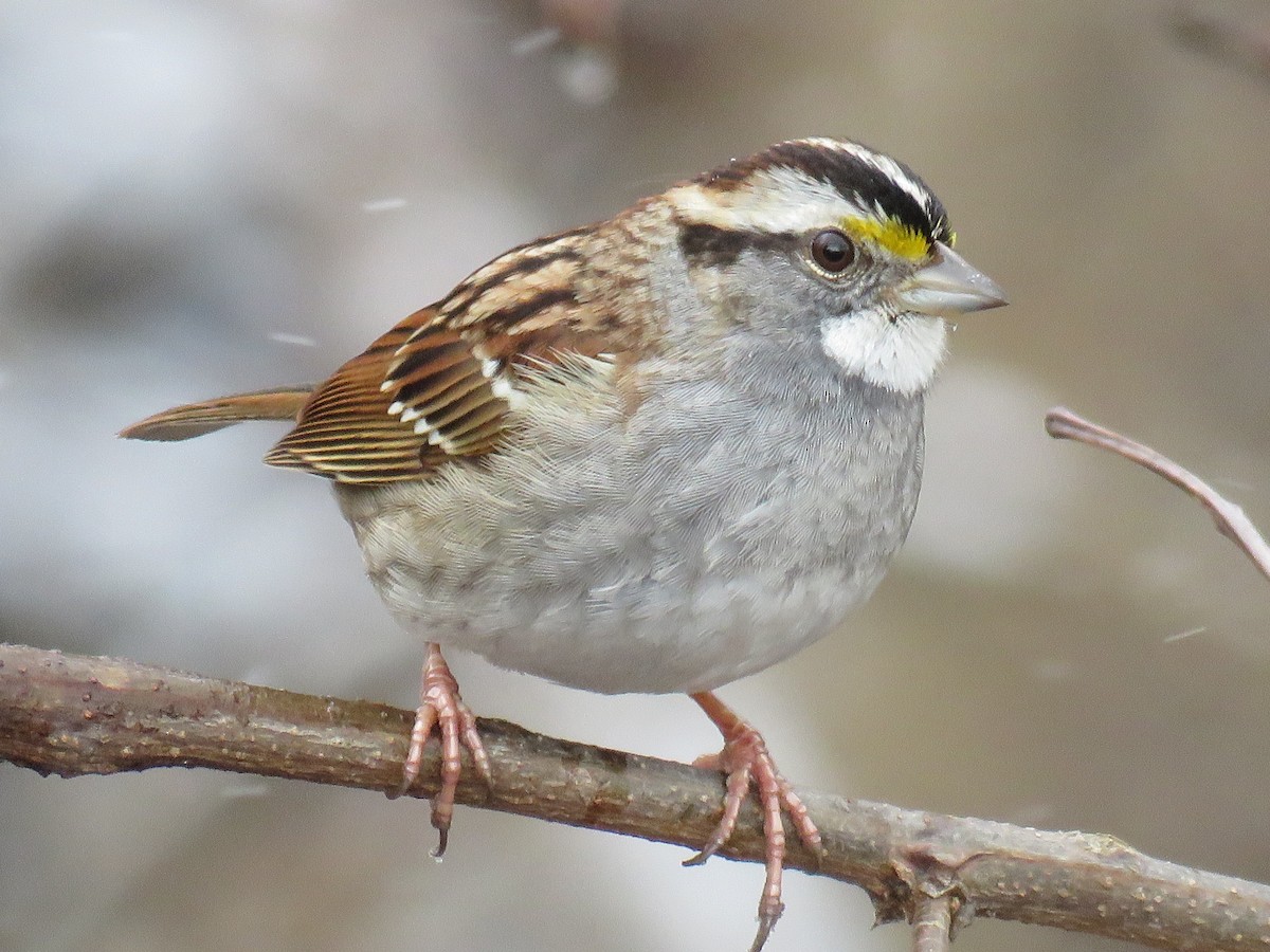 White-throated Sparrow - Janice Farral