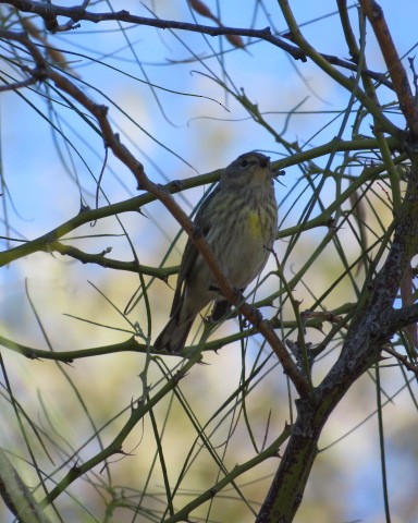 Cape May Warbler - ML299120701