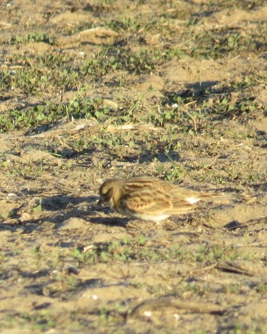 Thick-billed Longspur - ML299121141