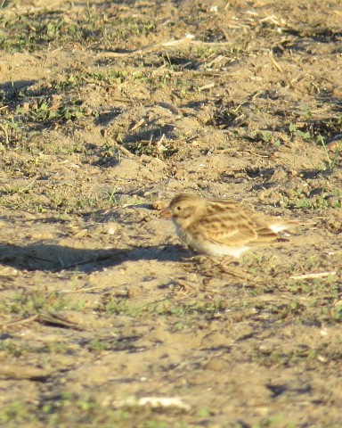 Thick-billed Longspur - ML299121151