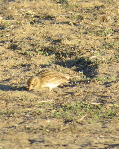Thick-billed Longspur - ML299121161