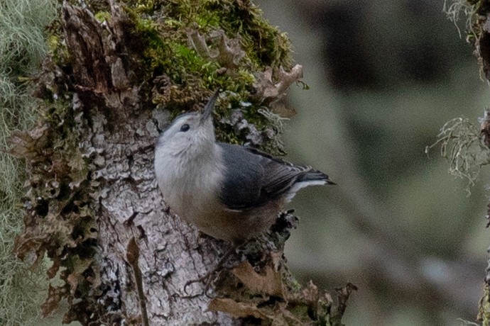 White-breasted Nuthatch - ML299121201
