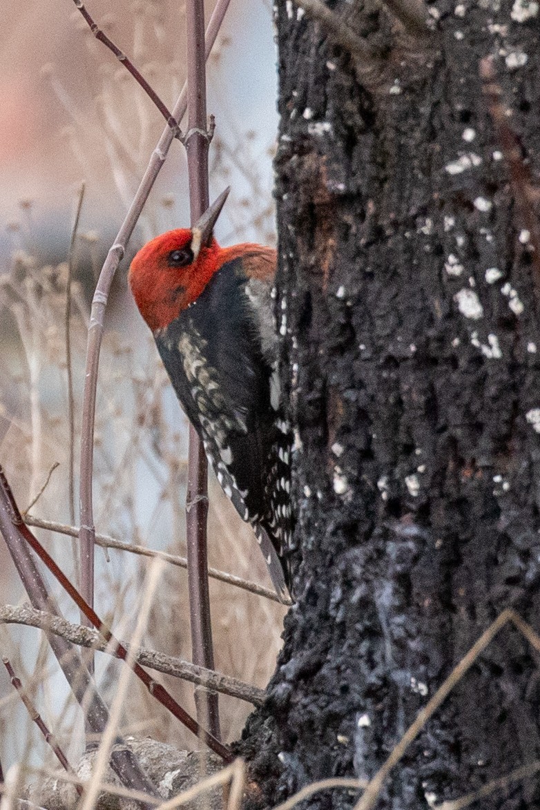 Red-breasted Sapsucker - ML299121651
