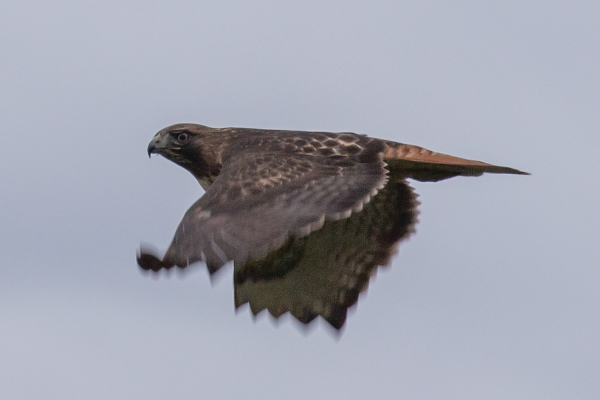 Red-tailed Hawk - ML299121711