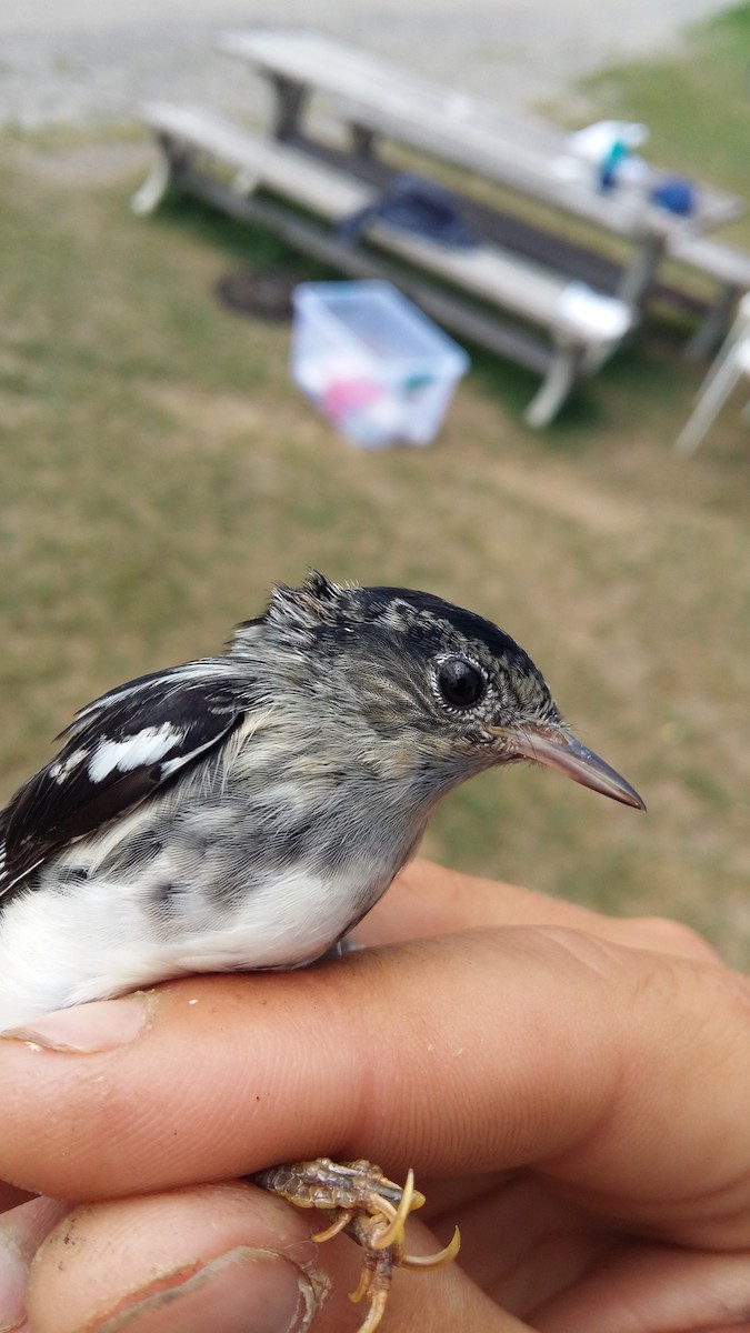 Black-and-white Warbler - ML29912621