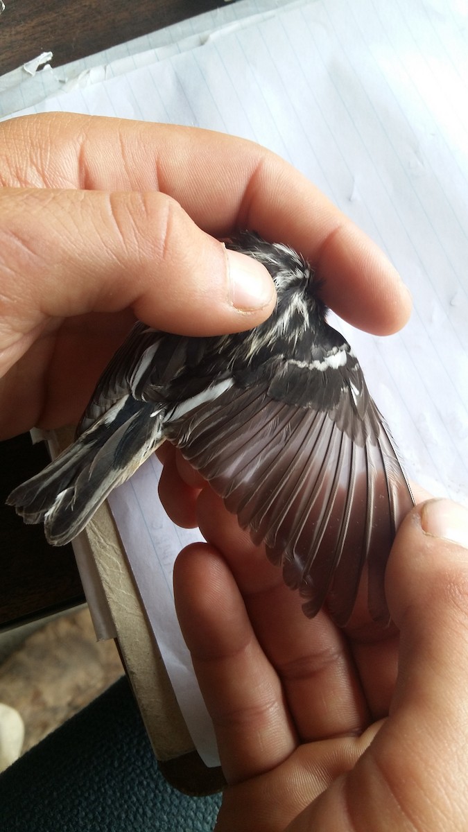Black-and-white Warbler - ML29912661