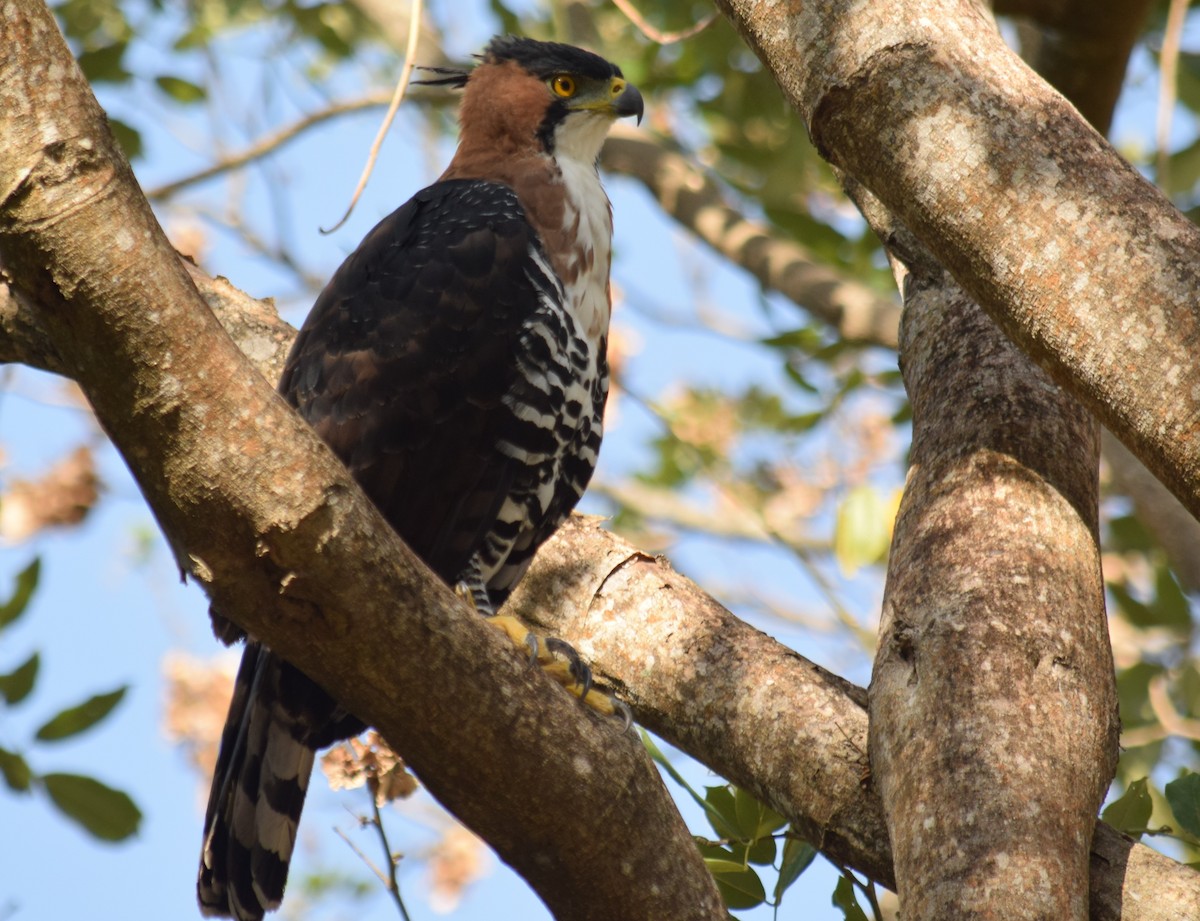 Ornate Hawk-Eagle - Eddy Ay peña & Birdwatching Tours