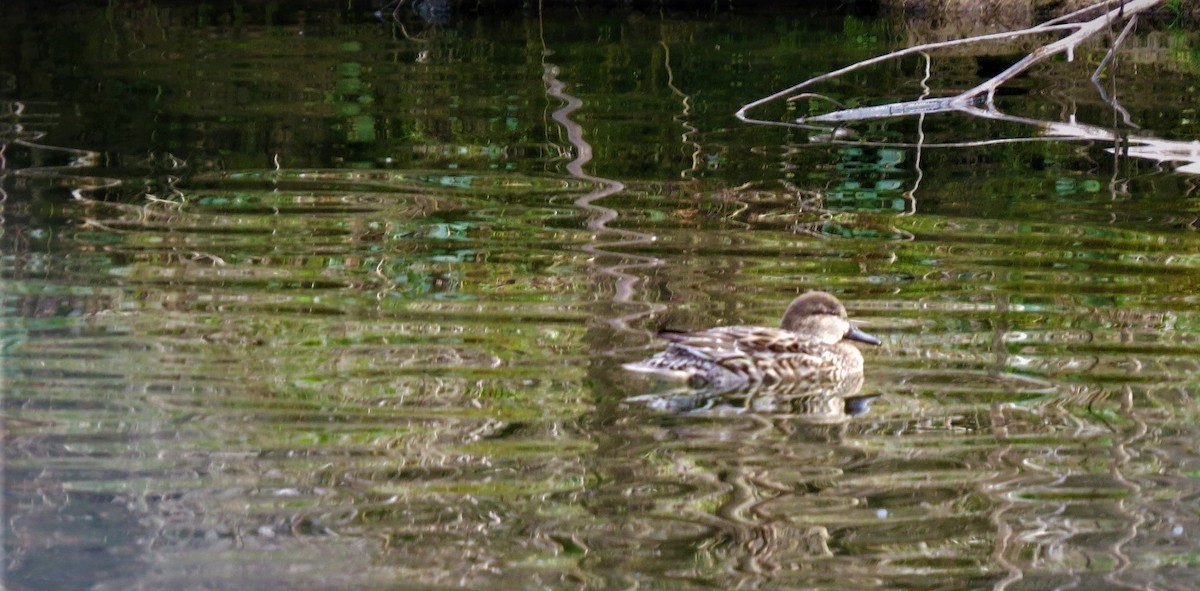 Green-winged Teal - ML299126861