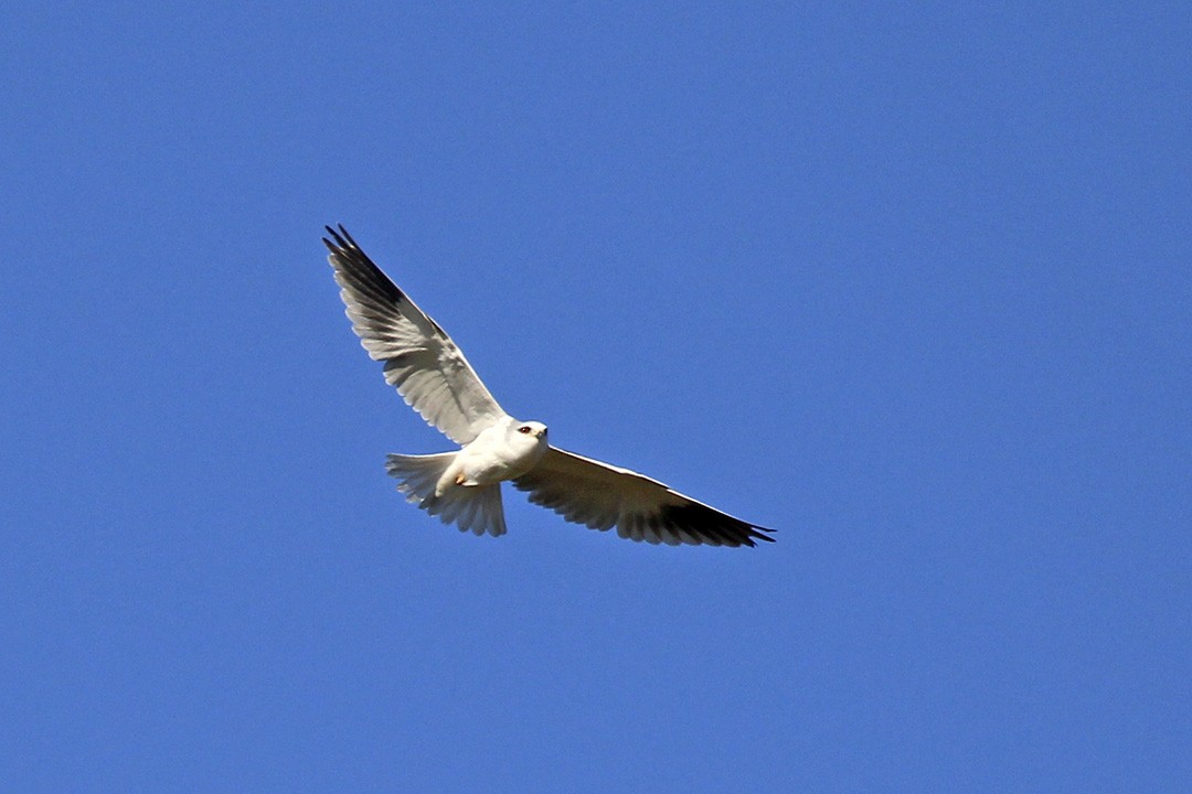 Black-winged Kite - ML299127191
