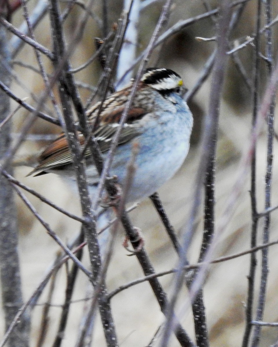 White-throated Sparrow - ML299127621