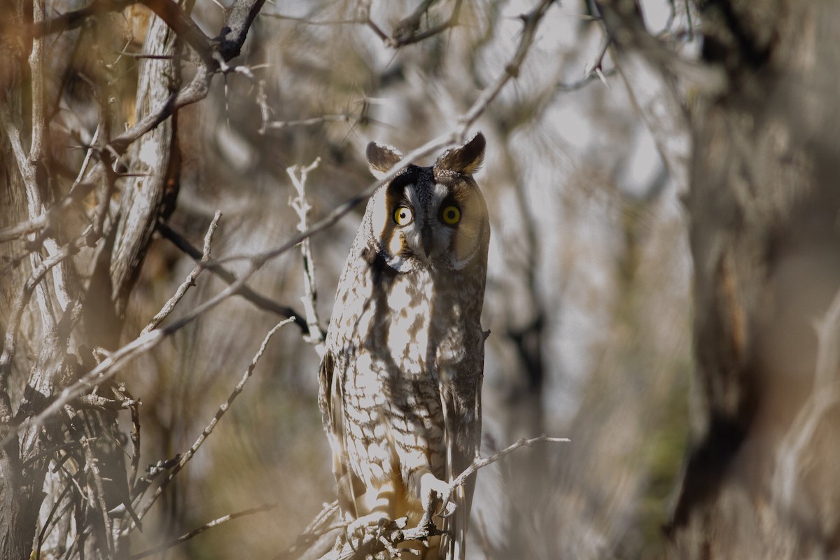 Long-eared Owl - Nathan French