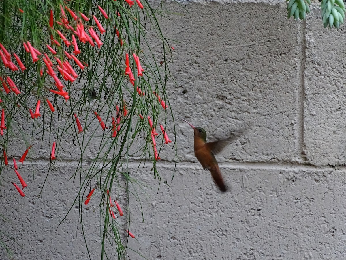 Cinnamon Hummingbird - ML29913331