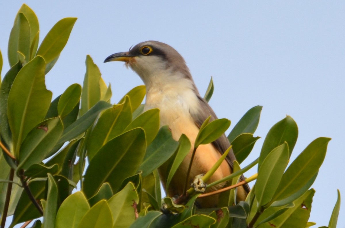 eBird Checklist - 18 Jan 2021 - J.N. Ding Darling National Wildlife ...