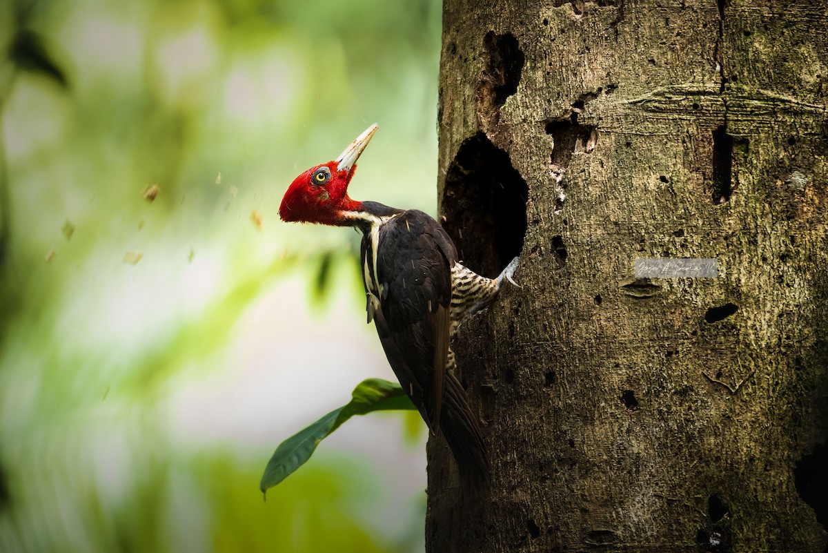 Pale-billed Woodpecker - José Andrés Peña Villalobos