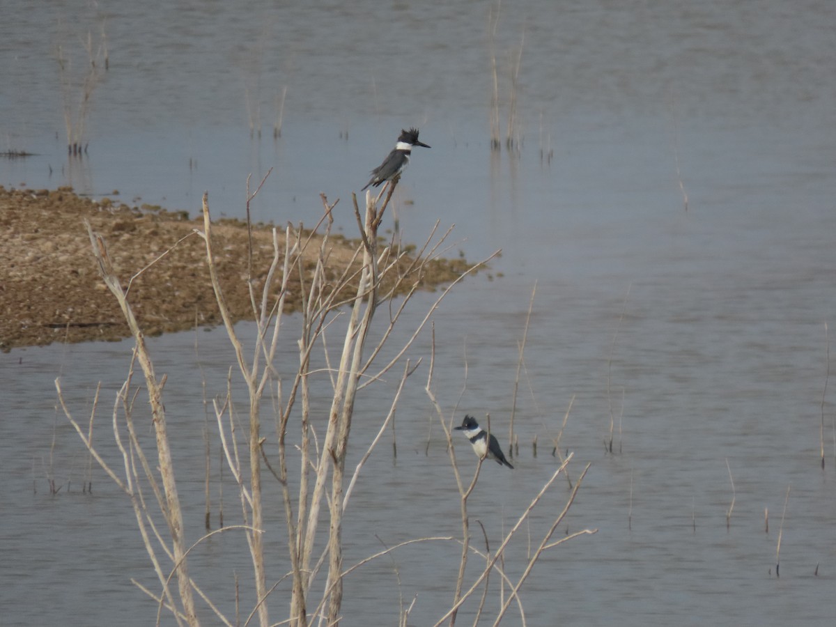 Belted Kingfisher - ML299143581