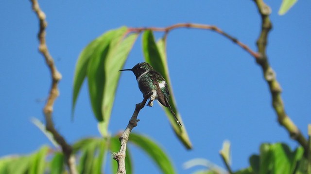 Sparkling-tailed Hummingbird - ML299152391