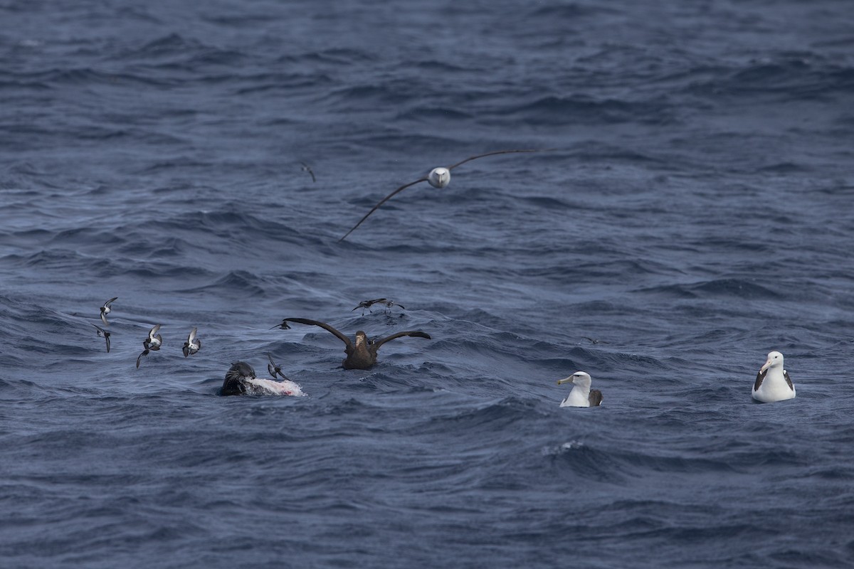 White-faced Storm-Petrel - ML299153501