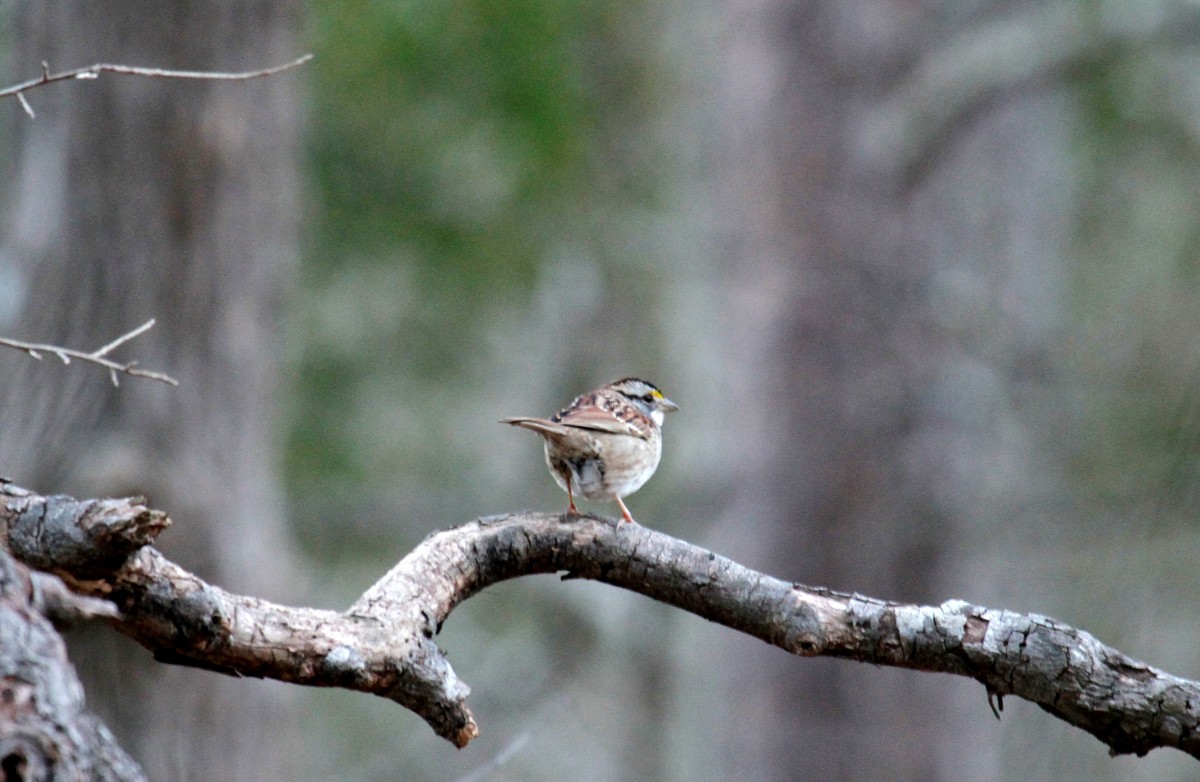 White-throated Sparrow - ML299155011