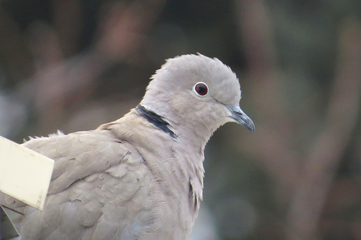 Eurasian Collared-Dove - Asher  Warkentin