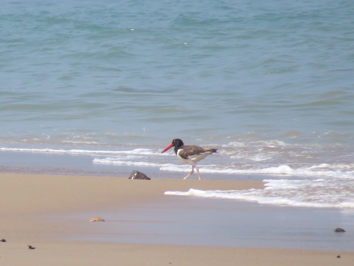 American Oystercatcher - Oveth Fuentes