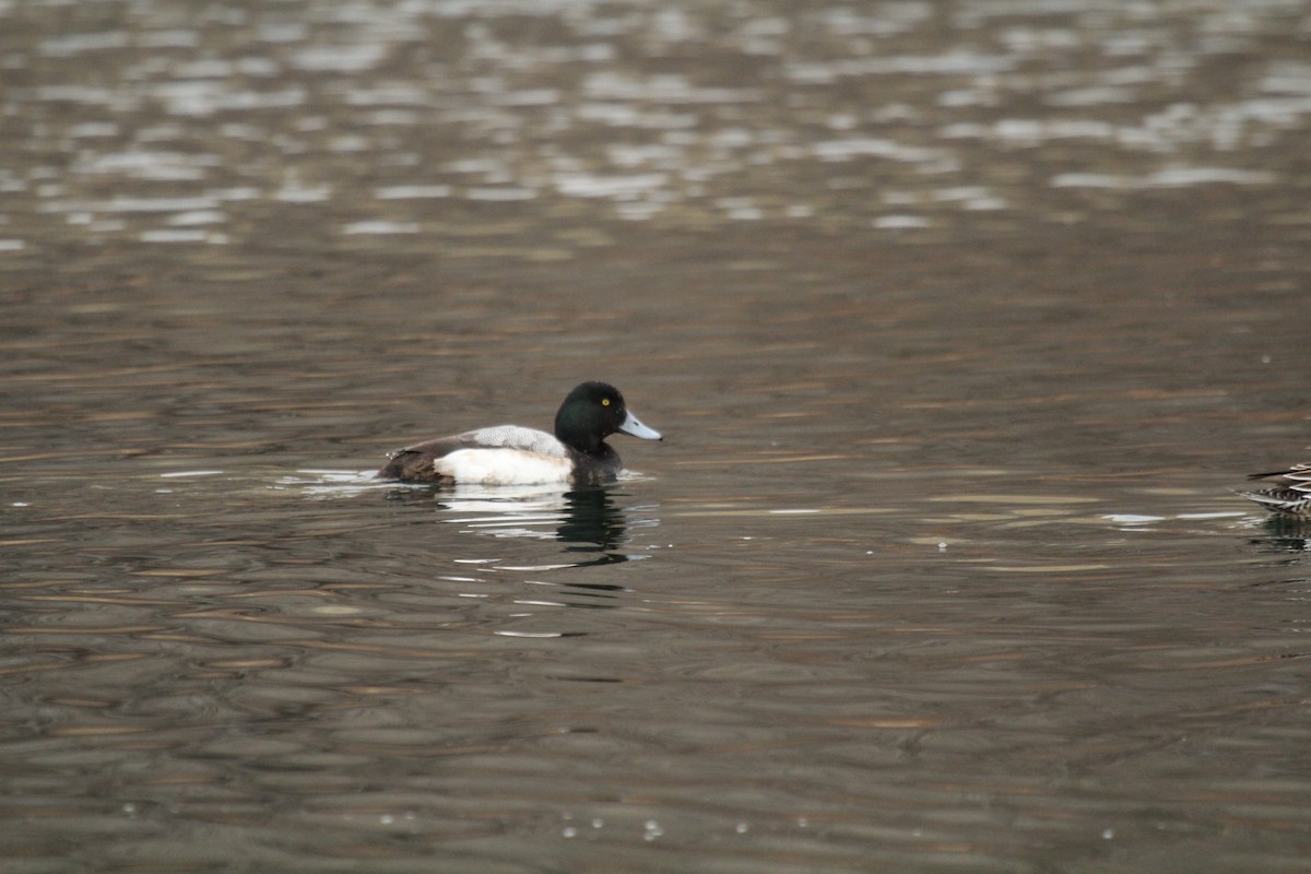 Greater Scaup - ML299157891