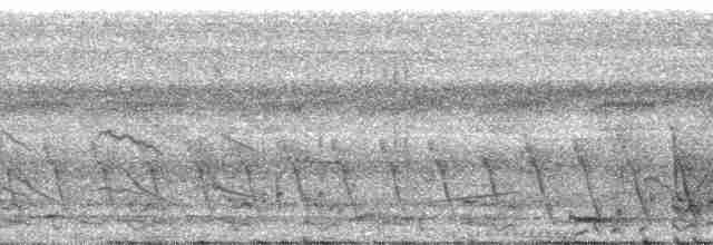 gråhalsrikse (cajaneus) - ML29916