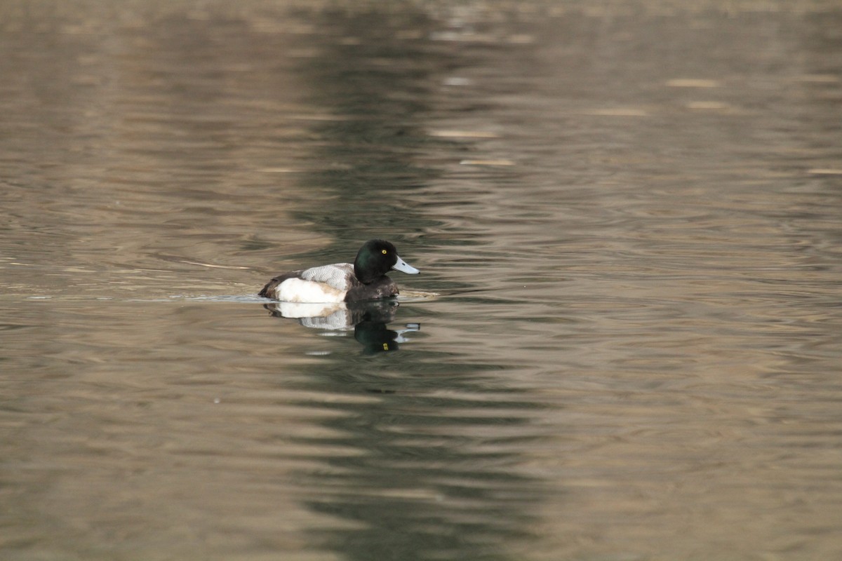 Greater Scaup - ML299160911